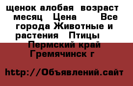 щенок алобая .возраст 1 месяц › Цена ­ 7 - Все города Животные и растения » Птицы   . Пермский край,Гремячинск г.